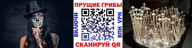 как найти наркотики  Сыктывкар  Галлюциногенные грибы мицелий 